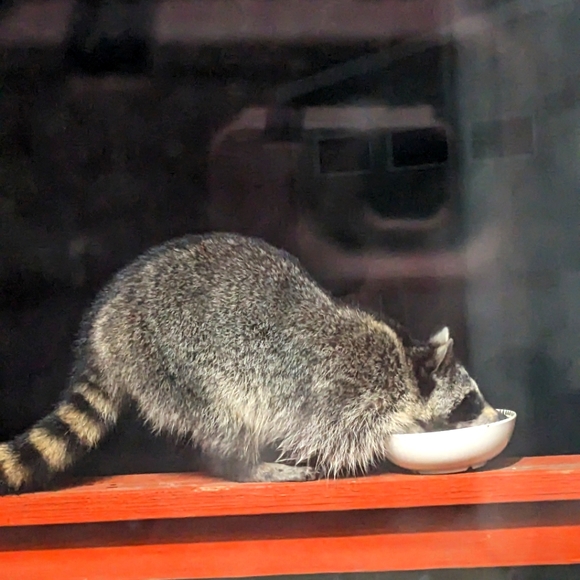 Zap & Zamโจ๐ฎ๐๐๐บ๐๐ซถ๐งฟ๐ฎ๐๐๐๐๐ก๐ซถ๐๐๐พ๐๐ฆ - Picture 8 of 17